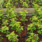 Malina žltá (Rubus idaeus) 'GOLDEN QUEEN'®, výška: 20-30 cm, kont. P9